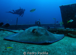 Southern Stingray taken his NAP, thanks to Nicolai Ruprec... by Pedro Padilla 